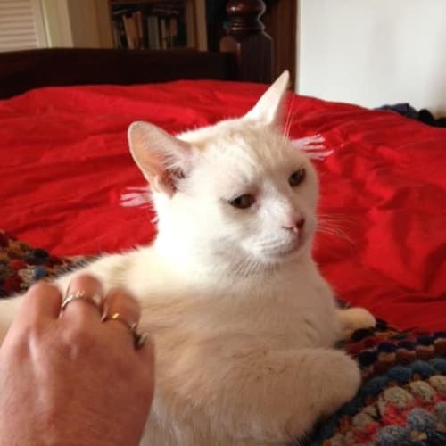 No photo for Pound Cats | Snowman
