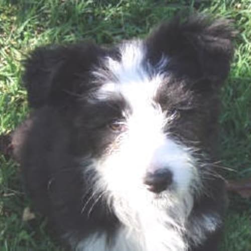 Bindi