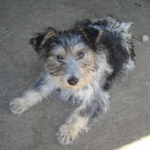 Archie
