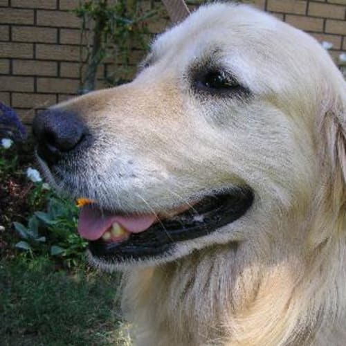 No photo for Angus