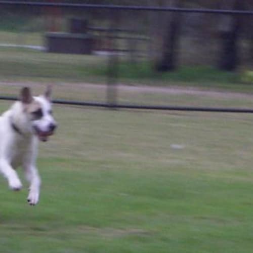 No photo for Zorro