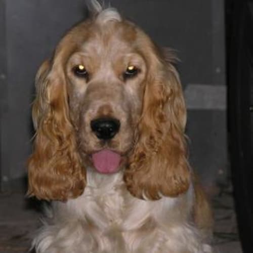 Charlie