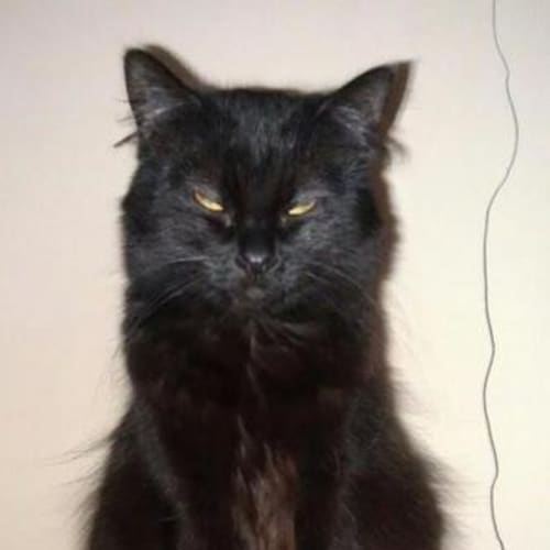No photo for Pound Cats | Shadow