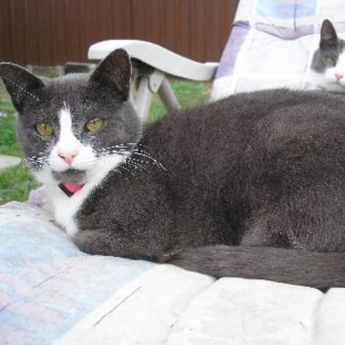 No photo for Spitfire And Gizmo
