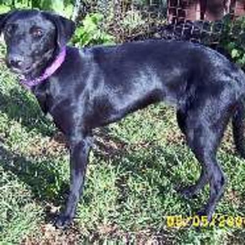 Darcie