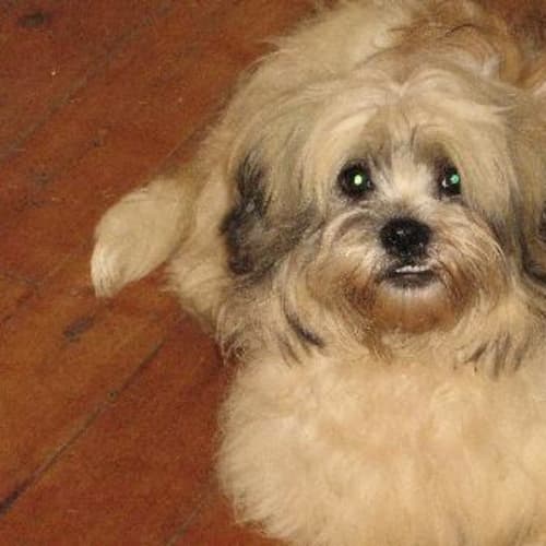 No photo for Oscar, A Real Sweetheart