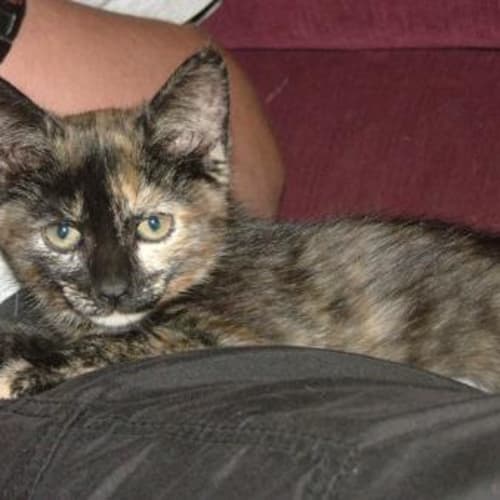 No photo for Daisy The Friendliest Kitty You Will Ever Meet