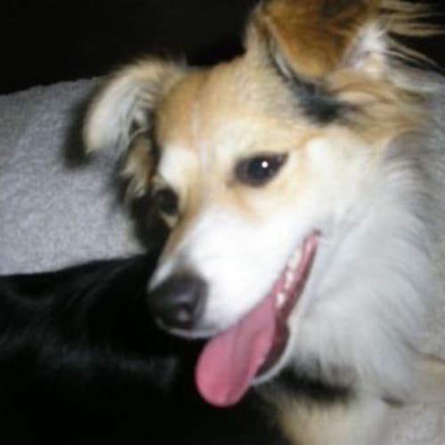 Nellie