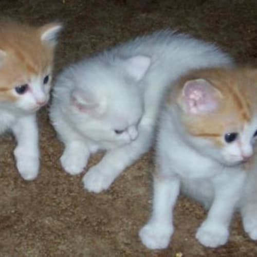 No photo for Snowball