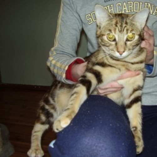 No photo for Tiger Lilly