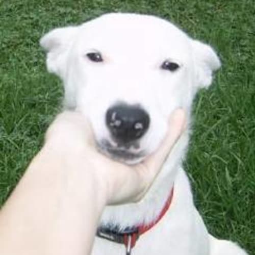 No photo for Casper