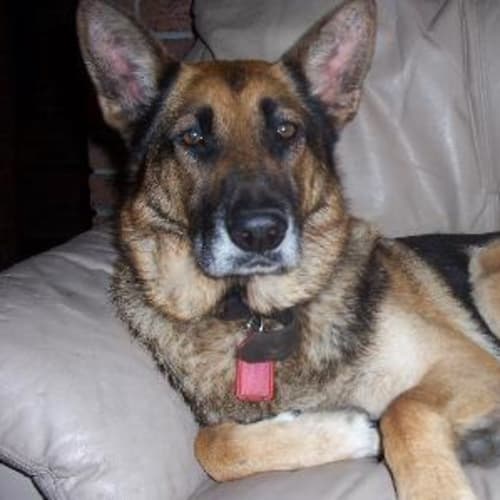 Tasha