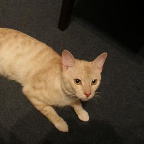 No photo for Puss Puss