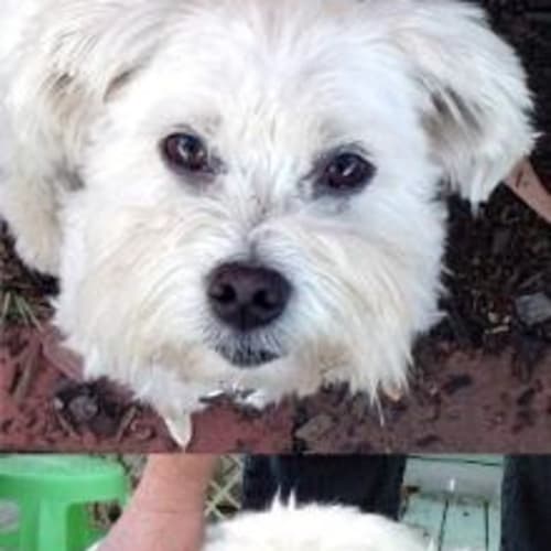No photo for Boo   Renovation Rescue