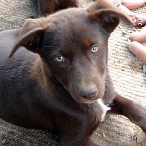 No photo for Kelpie Pups