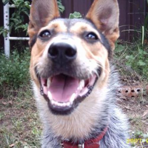 No photo for Karma
