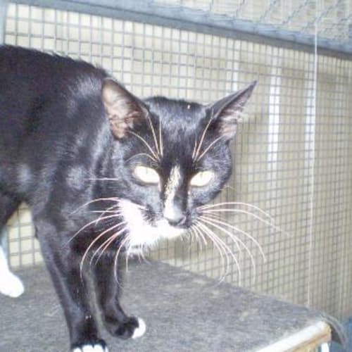 Sylvester