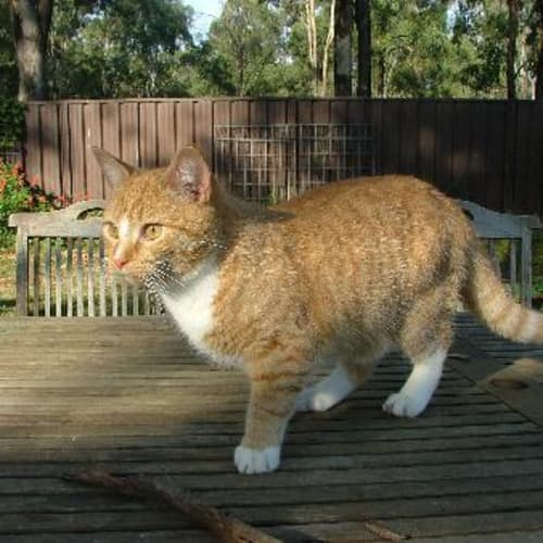 No photo for Garfield