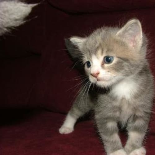 Keisha **Deposit Taken**