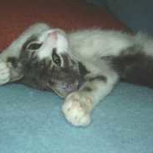 No photo for Stinkleton
