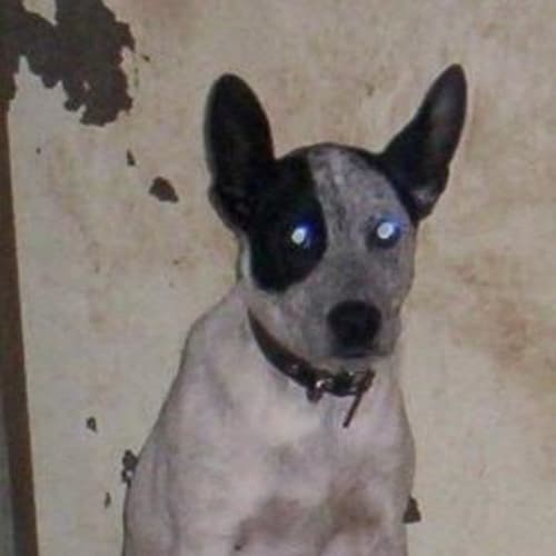No photo for Dog Number 1333