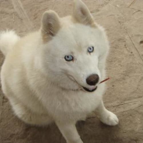 Delilah