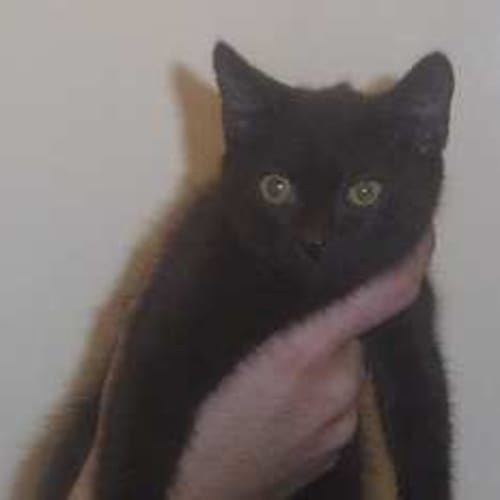 No photo for Jellybean
