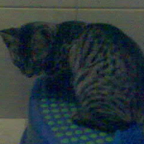 No photo for Bengal X