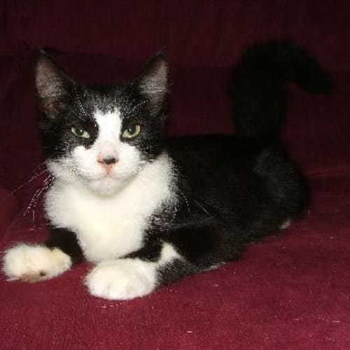 Felix Fluffytail