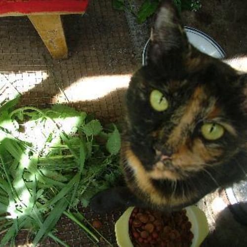 No photo for Beautiful Fudge