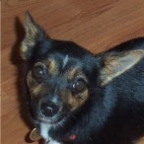 No photo for Tillie