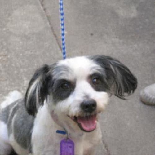 No photo for Travis **Now Adopted**