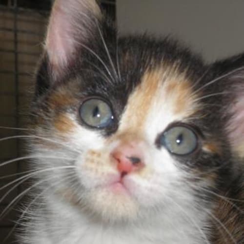 No photo for Emily**Now Adopted**
