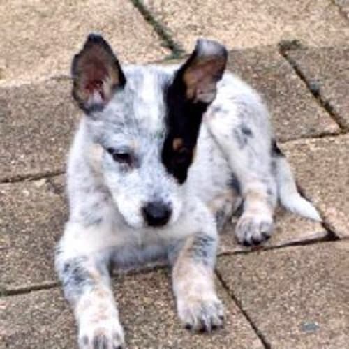 No photo for Frodo   Adoption Pending