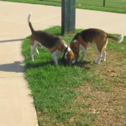 No photo for Buddy&Stella