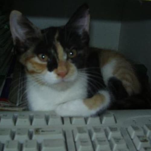 No photo for Cleo
