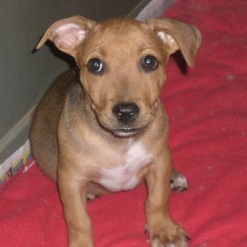 I Am On Hold   Flann