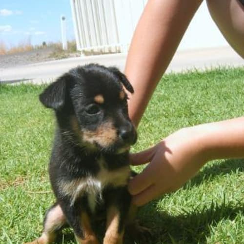 No photo for Assorted Puppies On Hold