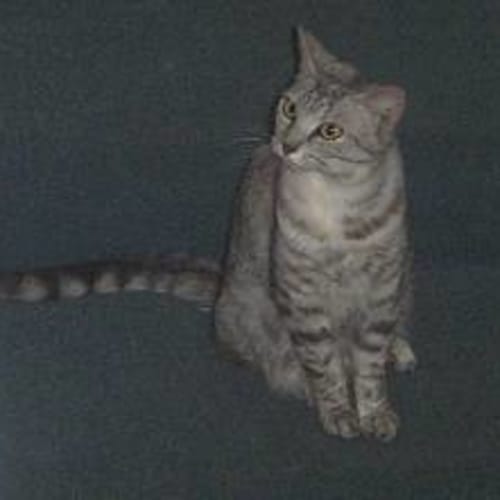 No photo for Zelda