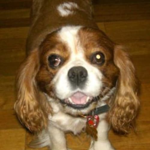No photo for Charlie ** On Trial**