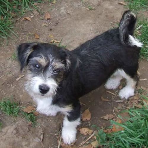 No photo for ** Adopted  **  Tommy