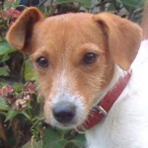 No photo for Bosco