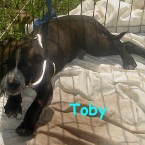 No photo for Toby