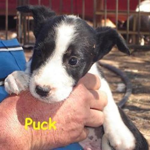 No photo for Puck