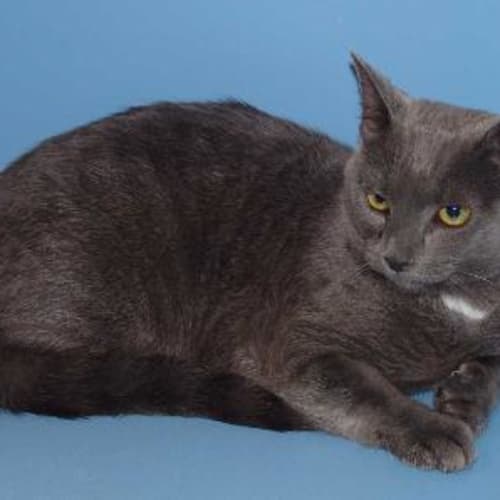No photo for Smokey