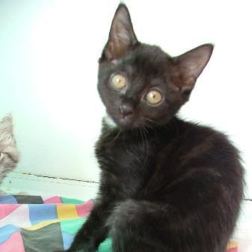 No photo for Sooty