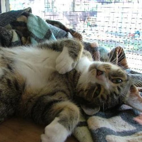 No photo for Socks