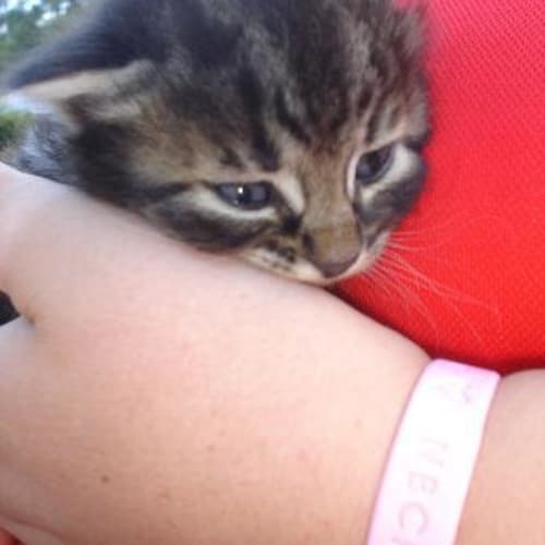 No photo for Kittens