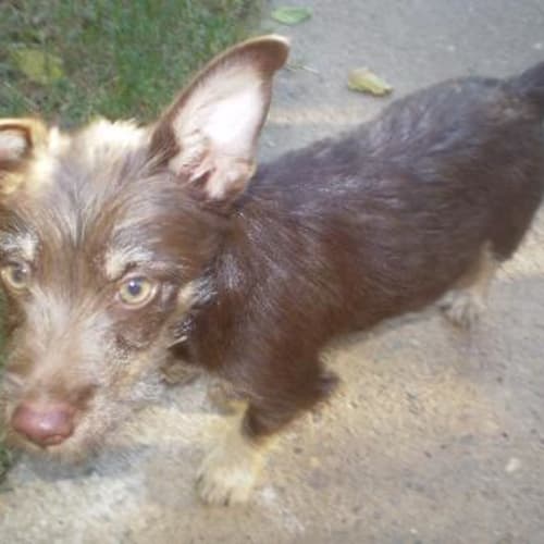 Coco