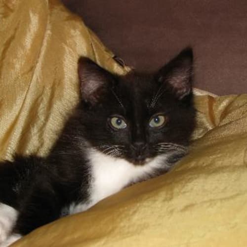 No photo for Kitty #3